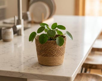 May include: A small green plant with round leaves in a woven basket pot. The pot is two-toned, with a lighter color at the bottom. The plant sits on a white countertop in a kitchen setting.