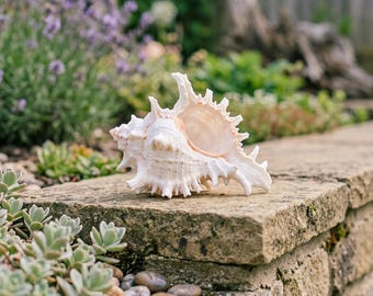 May include: A large, white seashell with a spiky exterior and a soft pink interior rests on a weathered stone wall. The shell's intricate design is highlighted against a blurred background of greenery and lavender flowers, evoking a coastal theme.