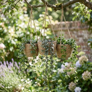 May include: Three hanging woven baskets filled with trailing green plants. The baskets are suspended from a tree branch by natural rope. The background features a blurred garden scene with greenery and flowers, creating a natural aesthetic.