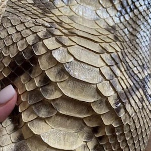 May include: A textured material featuring a repeating pattern of overlapping scales in shades of beige, cream, and dark brown. The surface displays a natural, organic arrangement of individual scale segments with varying tones and subtle depth.