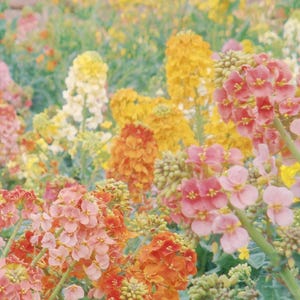 30 Rainbow Raps Mix Frön (Väggblomma), Snittblommor, Hemträdgård, Blomfrön, Arv & Icke-GMO, Lätt att odla
