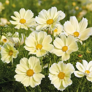 Può includere: Un gruppo di fiori di cosmea giallo pallido con centri giallo brillante e petali delicati e arrotondati. I fiori sono disposti su sottili steli verdi con fogliame fine e piumato, creando una composizione floreale densa e naturale.