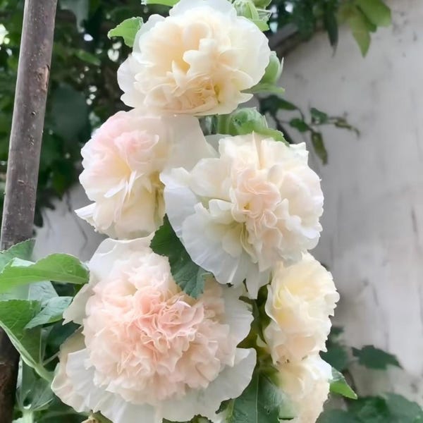 30 semillas de malvarrosa doble, flores cortadas, huerto, semillas de flores, reliquia y sin OMG, fácil de cultivar