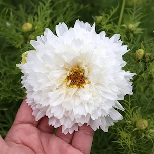 May include: A double-flowered white cosmos bloom with ruffled, layered petals and a central disk of yellow and brown stamens. The flower is surrounded by fine, feathery green foliage and several small, unopened green flower buds on stems.