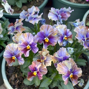 May include: A close-up of a pot of pansies with ruffled petals. The flowers display a range of colors, including purple, yellow, brown, and blue. The pansies are in full bloom, with a bright yellow center.