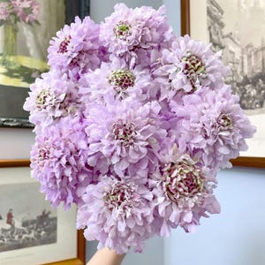 May include: A bunch of light purple scabiosa flowers. The flowers have a layered, textured appearance with a darker centre. The bouquet is held in front of framed artwork on a wall.