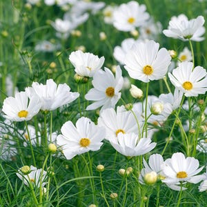 May include: A field of white cosmos flowers with bright yellow centers, featuring delicate, thin green stems and foliage. The scene includes several fully bloomed flowers and unopened buds scattered throughout the lush, vibrant green garden.