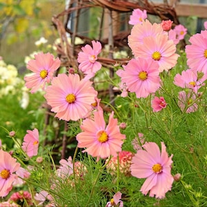 Può includere: Un gruppo di fiori di cosmea rosa vivace con centri gialli, caratterizzati da petali piatti e delicati e sottili steli verdi. I fiori sono in varie fasi di fioritura, mostrando tenui tonalità pastello e trame complesse tra fogliame fine.
