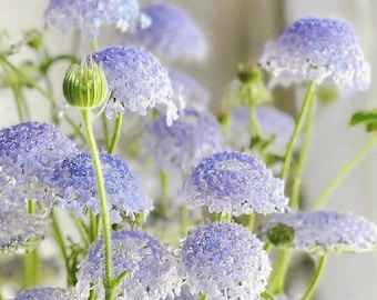 30 blå spetsblomsfrön, snittblommor, hemträdgård, blomfrön, arvegods och icke-GMO, lätta att odla