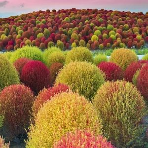Pode incluir: Uma paisagem vibrante de plantas coloridas. A imagem mostra um campo de plantas redondas e arbustivas em vários tons de vermelho, amarelo e verde. As plantas estão densamente compactadas, criando uma cena texturizada e visualmente atraente. O céu é rosa suave.