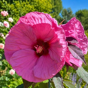 Può includere: Un grande fiore di ibisco rosa vibrante con cinque petali larghi e increspati e un centro rosso intenso. Il fiore presenta un prominente stame centrale con polline giallo. Foglie scure e seghettate sono visibili alla base del fiore.