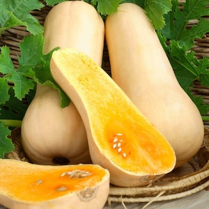 15 Winterbutternut Kürbiskerne | Erbstück | Bio