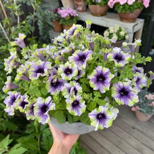 20 Pixie Dwarf Petunia Frön, Snittblommor, Hemträdgård, Blomfrön, Arv & Icke-GMO, Lätt att odla