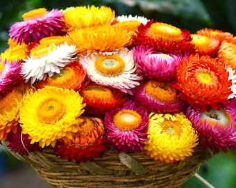 50 Mixed Strawflower Seeds, Cut Flowers, Home Garden, Flower Seeds, Heirloom & Non-GMO, Easy to Grow