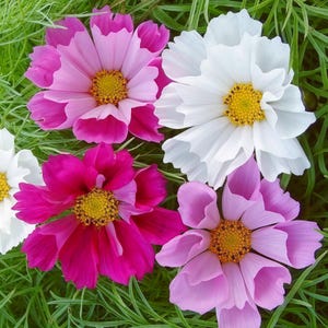 Può includere: Una collezione di quattro fiori di cosmo con petali increspati nelle tonalità del rosa acceso, rosa chiaro e bianco, ognuno caratterizzato da un centro giallo prominente, su uno sfondo di fogliame verde sottile e aghiforme in giardino.