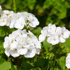 May include: Clusters of white geranium flowers with rounded petals and green stems. The blooms are arranged in dense, spherical heads, showcasing delicate white petals with subtle yellow centres, set against a backdrop of green foliage.