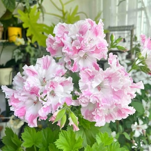 以下が含まれることがあります： ピンクと白のゼラニウムの花のクローズアップ。フリルの付いた花びらは、白いベースにピンクの縞模様と縁取りを示しています。緑の葉が豊かな背景を提供し、自然光の中で花を咲かせています。