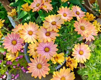 20 semillas de margarita africana (Osteospermum), flores cortadas, jardín doméstico, semillas de flores, variedad tradicional y no transgénica, fácil de cultivar.