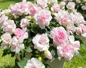 15 Camellia Impatiens Seeds, Cut Flowers, Home Garden, Flower Seeds, Heirloom & Non-GMO, Easy to Grow