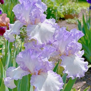 Puede incluir: Primer plano de varias flores de iris de color púrpura claro y blanco en un jardín. Los pétalos tienen bordes rizados y un degradado de color, con la base de los pétalos blanca.
