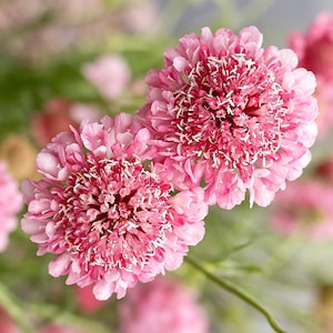 May include: Two vibrant pink pincushion flowers, also known as Scabiosa, featuring dense, ruffled petals surrounding a textured, darker pink centre with small white stamens. The flowers are displayed in a cluster with soft green stems visible.