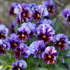 25 Frizzle Sizzle Purple Pansy Viola Frön, Snittblommor, Hemträdgård, Blomfrön, Arv & Icke-GMO, Lätt att odla