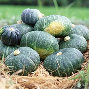 Könnte beinhalten: Eine Ansammlung runder, dunkelgrüner Kabocha-Kürbisse mit gesprenkelter Schale und hellbraunen Stielen. Die Kürbisse variieren in der Größe und weisen tiefe vertikale Rillen auf, wobei einige gelbe Verfärbungen auf ihrer dicken, festen Schale zeigen.