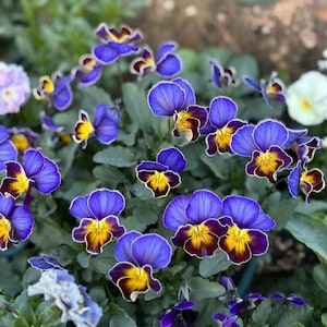 Op de afbeelding: Een close-up van levendige viooltjes in volle bloei. De bloemblaadjes tonen een rijk palet aan kleuren, met dieppaarse randen, die overgaan in gele en kastanjebruine centra. Groen gebladerte zorgt voor een weelderige achtergrond en creëert een opvallend contrast.