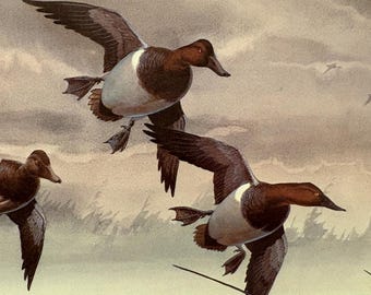 1983 Les Kouba SIGNED National Waterfowl Stamp Print Set - Rare #922/999 - Includes Stamp - Wildlife Art - Rustic Lodge Decor