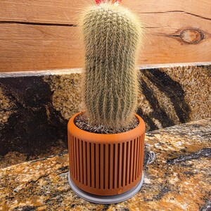 May include: A barrel cactus with a vibrant red bloom atop, planted in a terracotta-colored, ribbed planter. The planter sits on a gray saucer. The cactus has long, yellow spines.