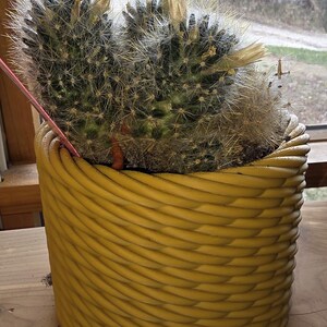 May include: A spiky green cactus with white flowers and a yellow pot. The cactus has many small spines and is planted in a decorative yellow pot with a woven rope design. The background is a window with a view of trees.