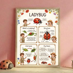 Może przedstawiać: Oprawiony plakat edukacyjny o biedronkach, zawierający ilustracje i tekst. Plakat zawiera sekcje dotyczące budowy, cyklu życia i ciekawostek o biedronkach, z postaciami z kreskówek i wizerunkami biedronek. Paleta kolorów obejmuje kolory czerwony, czarny i zielony.