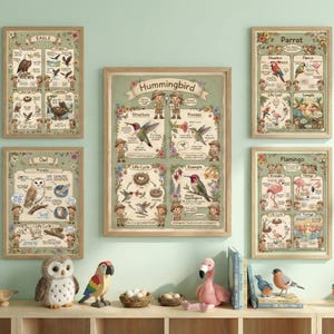 Puede incluir: Una colección de carteles educativos enmarcados con varias aves, incluyendo un águila, un búho, un colibrí, un loro y un flamenco. Los carteles tienen una estética vintage con ilustraciones y texto detallados.