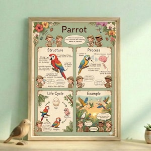 Ciclo de vida del loro para imprimir para niños / Póster educativo sobre aves / Ciencia para la educación en casa / Actividad de aprendizaje Montessori / Decoración para el aula