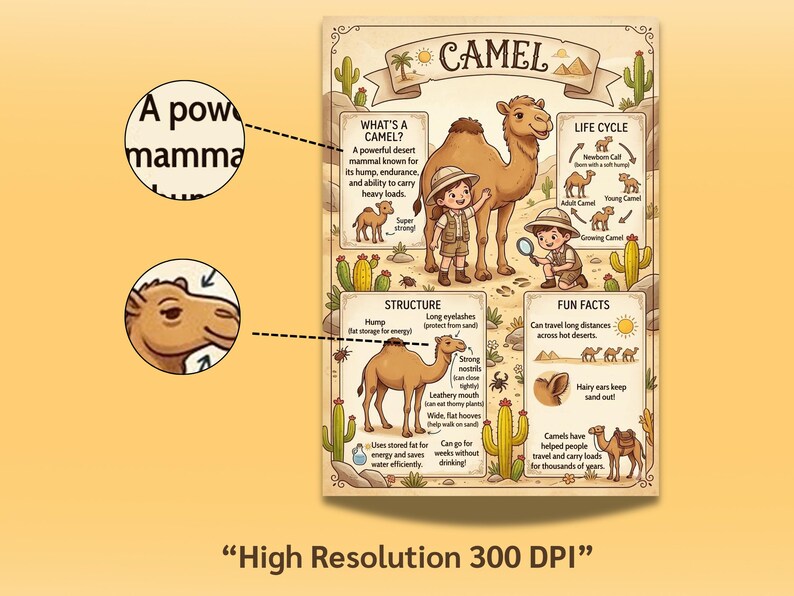 Camel Life Cycle Printable Poster for Kids | Desert Animal Learning ...
