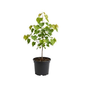 May include: A young tree in a black plastic pot. The tree has a slender brown trunk and vibrant green heart-shaped leaves. The pot is filled with dark soil. The background is plain white.