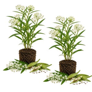 May include: Two swamp milkweed plants with exposed root balls, green lance-shaped leaves, and clusters of small white flowers. Each plant is accompanied by green seed pods, some split open to reveal small brown seeds, and loose white flower petals.