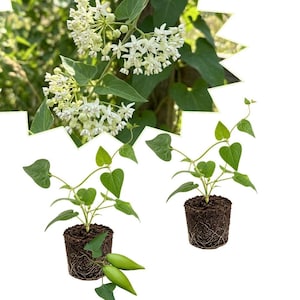 May include: Two small climbing plants with heart-shaped green leaves, each rooted in a cylindrical soil plug. One plant features two smooth, light green, oval-shaped seed pods at its base. Above, a cluster of small, white, star-shaped flowers.