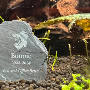 May include: A dark gray slate memorial stone for a Betta fish named Bonnie. The stone features a white etched image of a Betta fish, the name "Bonnie", the years "2022-2024", and the text "Beloved Office Betta". The stone is placed in an aquarium.