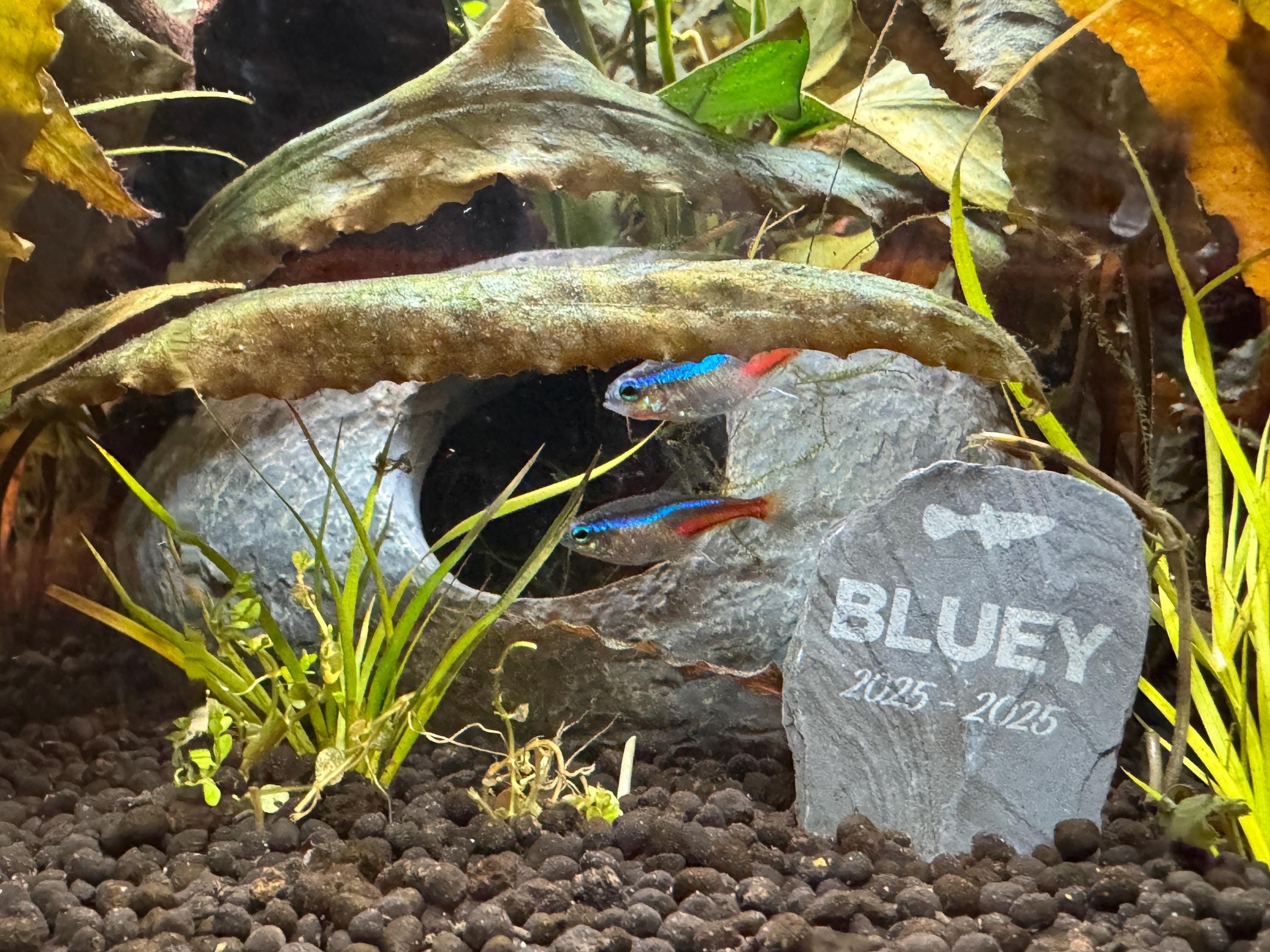 Personalized Fish Gravestone Memorial for Aquarium - Etsy
