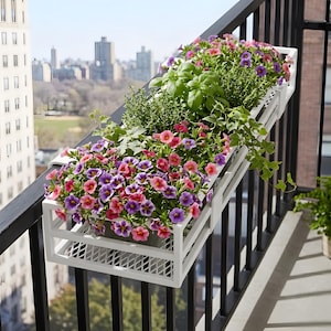 Peut inclure: Une jardinière rectangulaire en métal blanc avec une base en treillis, fixée sur une balustrade de balcon noire. La jardinière est remplie d'un assortiment de fleurs pétunias roses et violettes, de feuilles de basilic et de lierre.