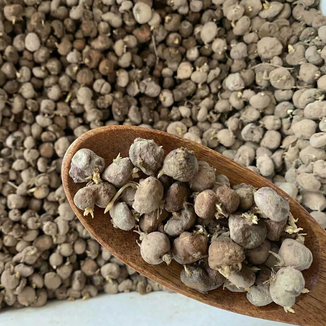 Yan Hu Suo Seeds (tuber Corydalidis) Corydalis Yanhusuo Rare Chinese ...