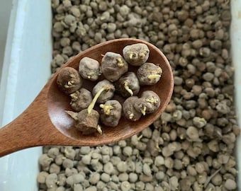 Yan Hu Suo Samen (Tuber Corydalidis) Corydalis Yanhusuo Seltene chinesische Heilkraut-Samen zum Pflanzen von Perennia-Blütenkraut-Samen