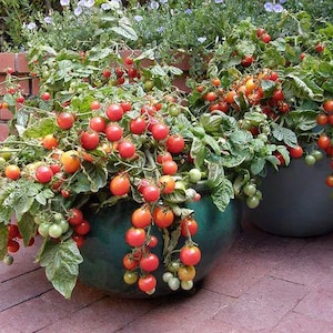 May include: Two large, teal-colored ceramic pots overflowing with tomato plants. The plants are laden with clusters of red, orange, and green tomatoes. Lush green foliage surrounds the ripening fruit, creating a vibrant display.