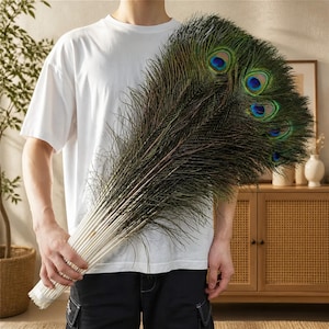 Pode incluir: Um grande feixe de penas de pavão naturais com hastes longas e finas e padrões de olhos iridescentes vibrantes em tons de azul profundo, verde esmeralda e dourado. As penas estão reunidas na base com uma amarração branca.