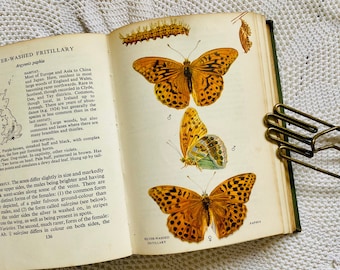 Een vlinderboek voor de zak Edmund Sandars Vintage geïllustreerde vlinders Botanisch boek Natuur Natuurgeschiedenis Jaren 40 Vlindergids