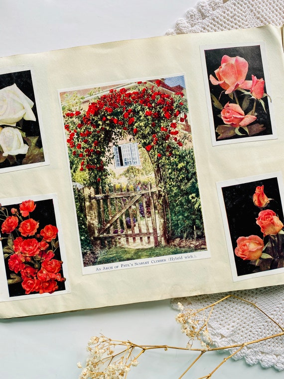 Original Vintage Scrapbook Vintage Flower Pictures Collectible Etsy