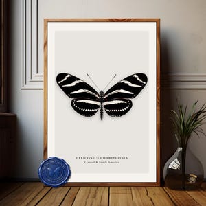 Puede incluir: Una impresión enmarcada con una mariposa en blanco y negro, Heliconius Charithonia, de Centro y Sudamérica. La mariposa tiene patrones de rayas distintivos. La impresión está en un marco de madera con un sello de cera azul.