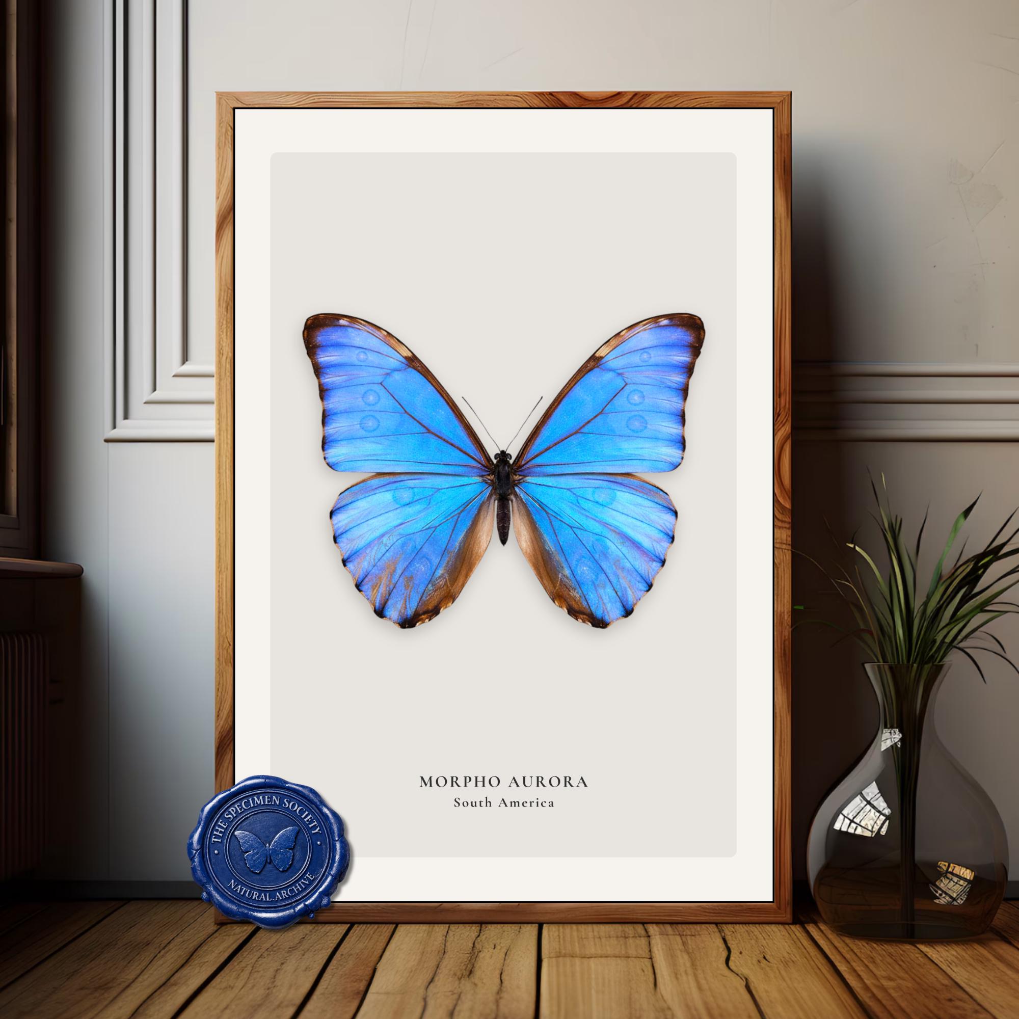 Morpho Aurora - Etsy