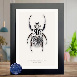 Puede incluir: Impresión enmarcada con una imagen detallada de un escarabajo Goliathus Orientalis. El escarabajo tiene un patrón en blanco y negro, con el texto "GOLIATHUS ORIENTALIS Central Africa" debajo. El marco es negro.